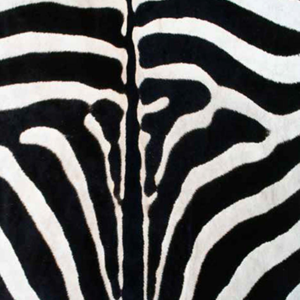 Pasterby Zebra 2