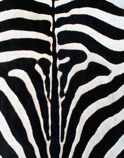 Pasterby Zebra 2